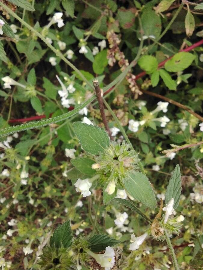 Galeopsis segetum — houseplant care guide