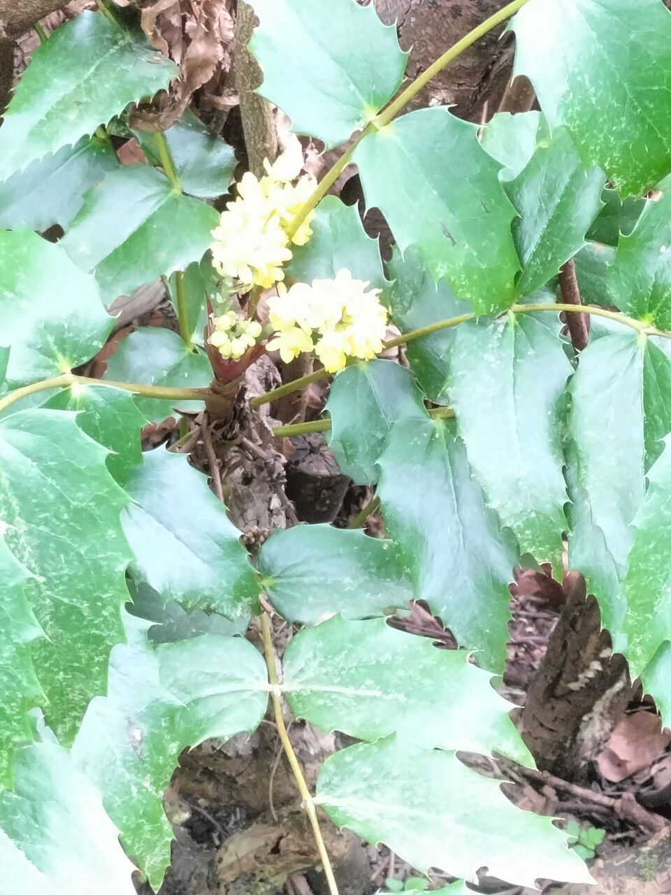 Mahonia nervosa bark