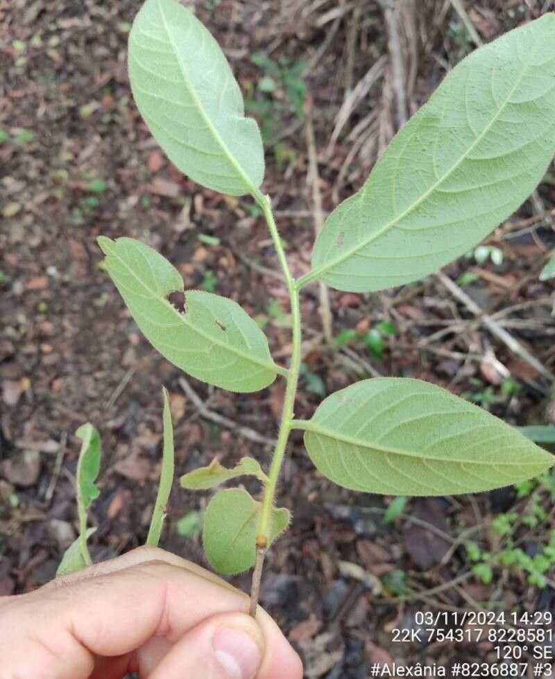 Diospyros ovalis leaf