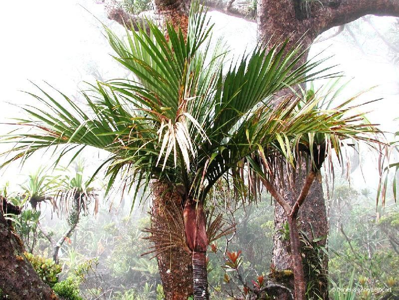 Basselinia moorei habit