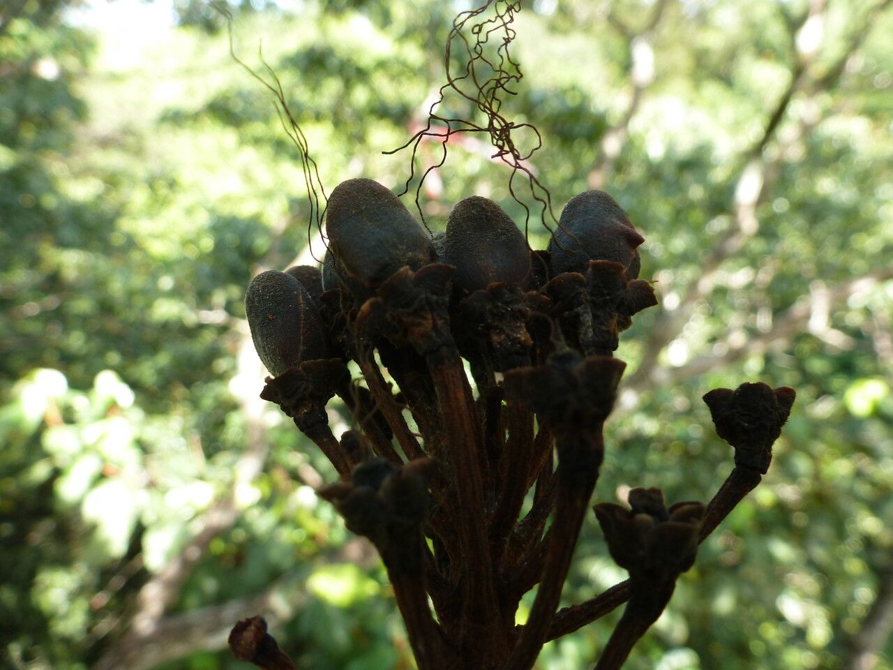 Caryocar glabrum fruit