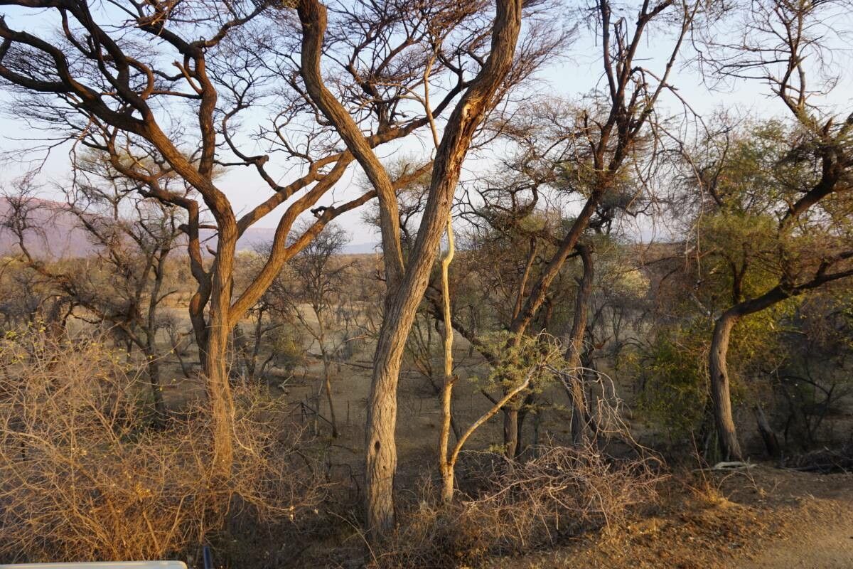 Senegalia nigrescens bark