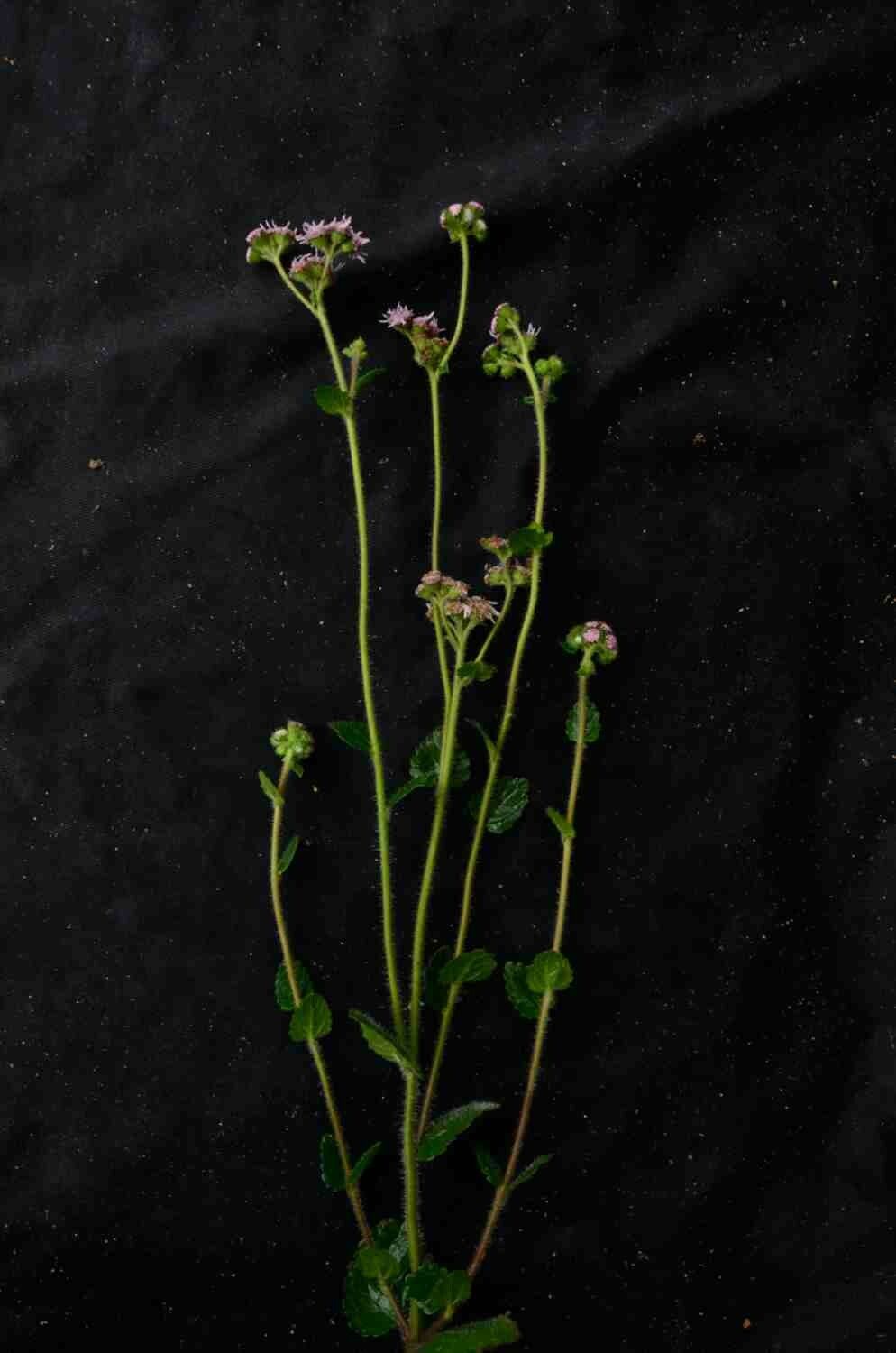 Conocliniopsis prasiifolia flower