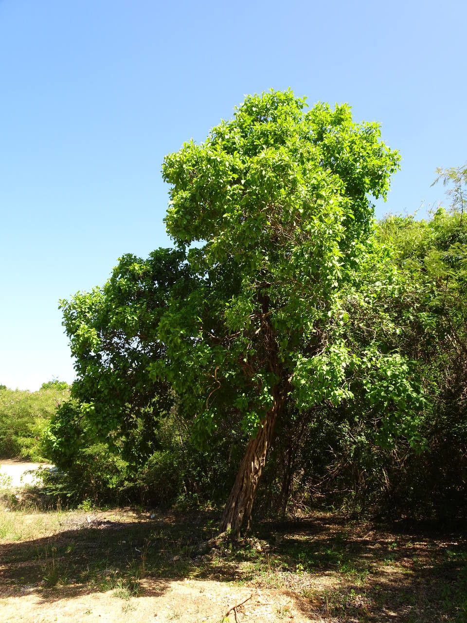 Bourreria baccata habit