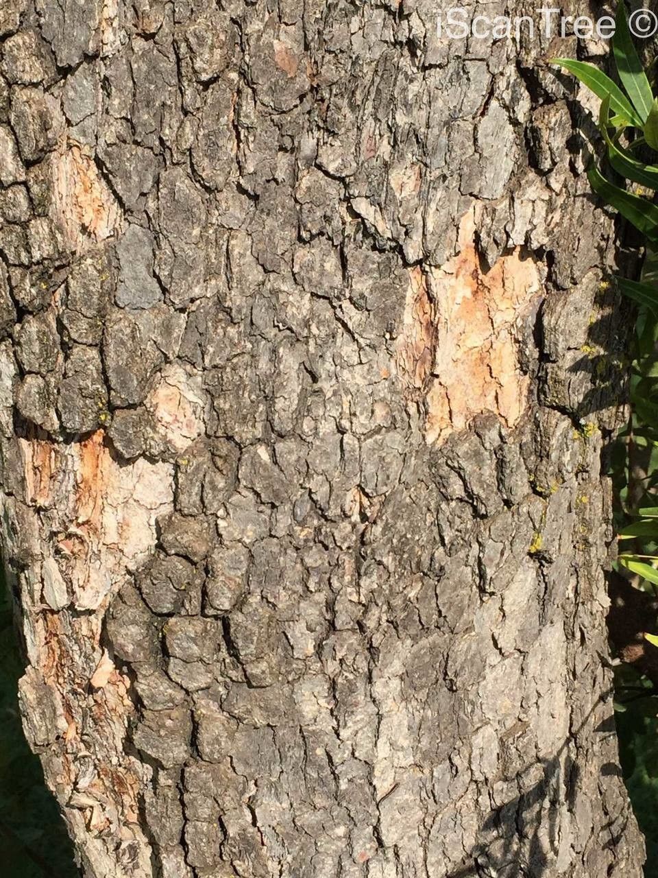 Metrosideros angustifolia bark