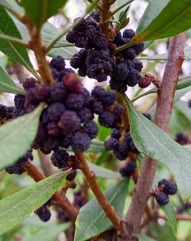 Myrica californica fruit