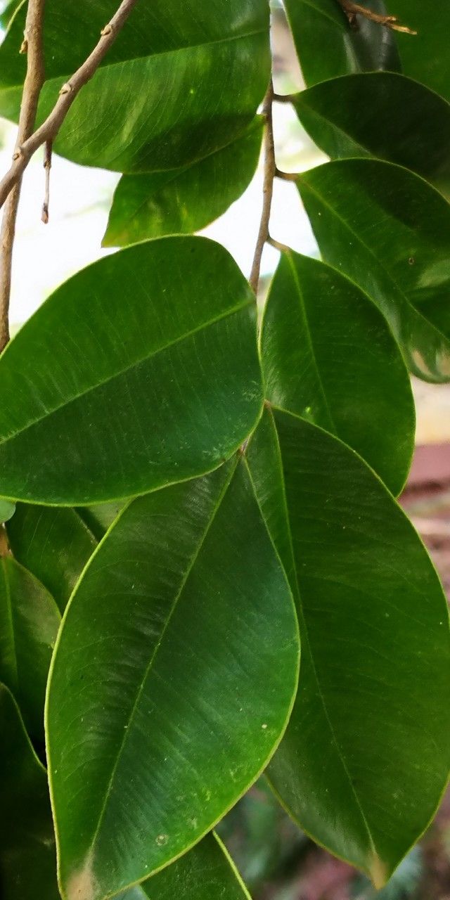 Aquilaria sinensis — search result for 'Thymelaeaceae'