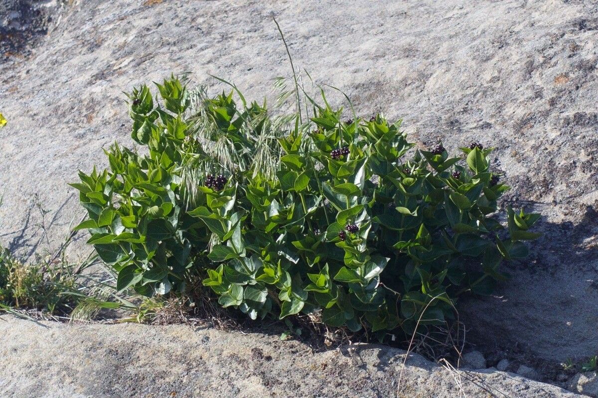 Vincetoxicum funebre — search result for 'Vincetoxicum'