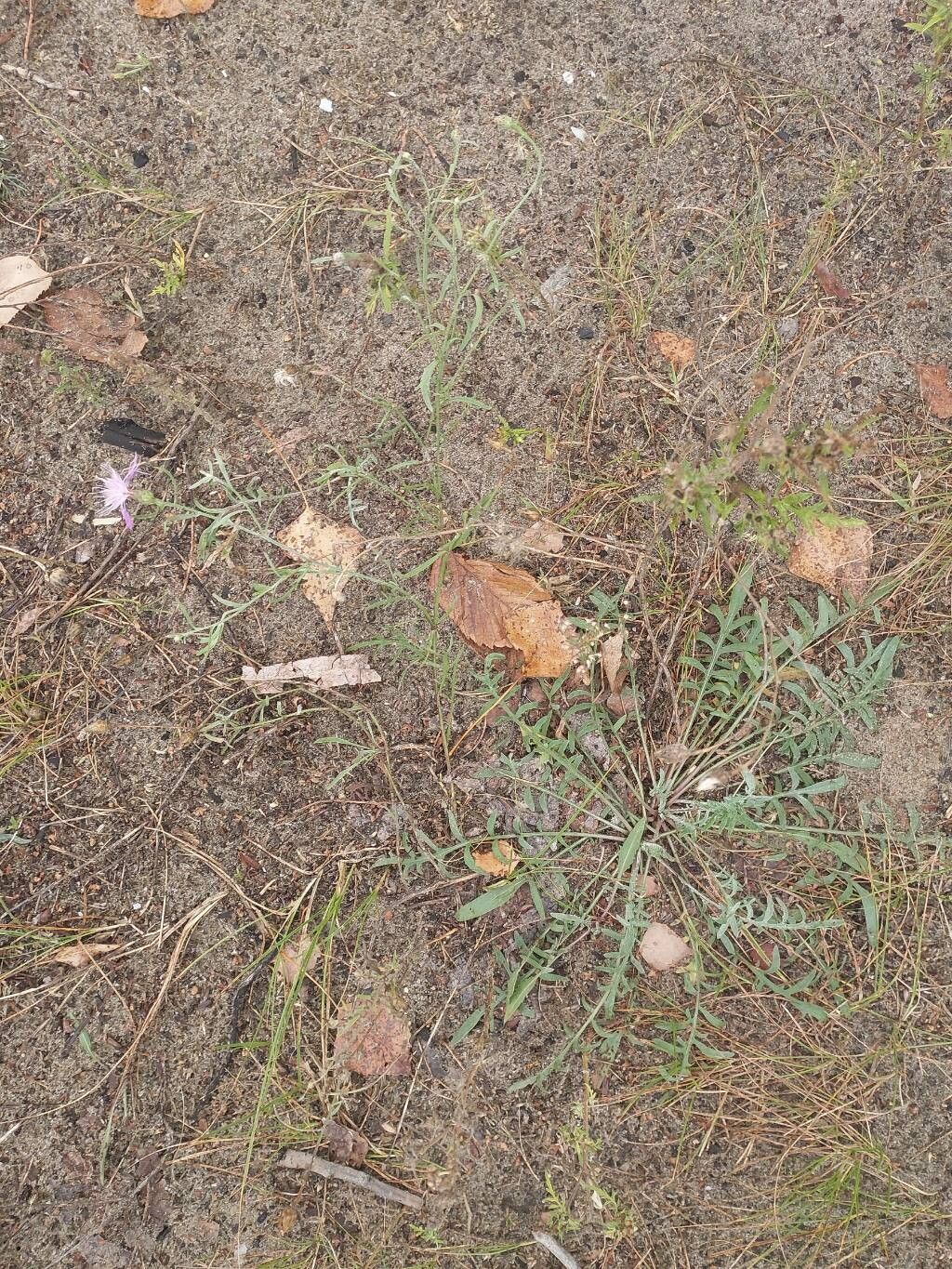 Centaurea borysthenica habit