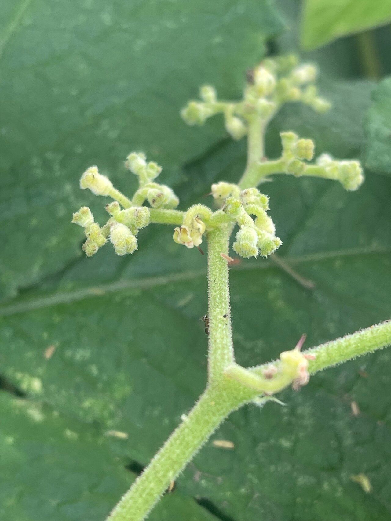 Cyphostemma buchananii flower