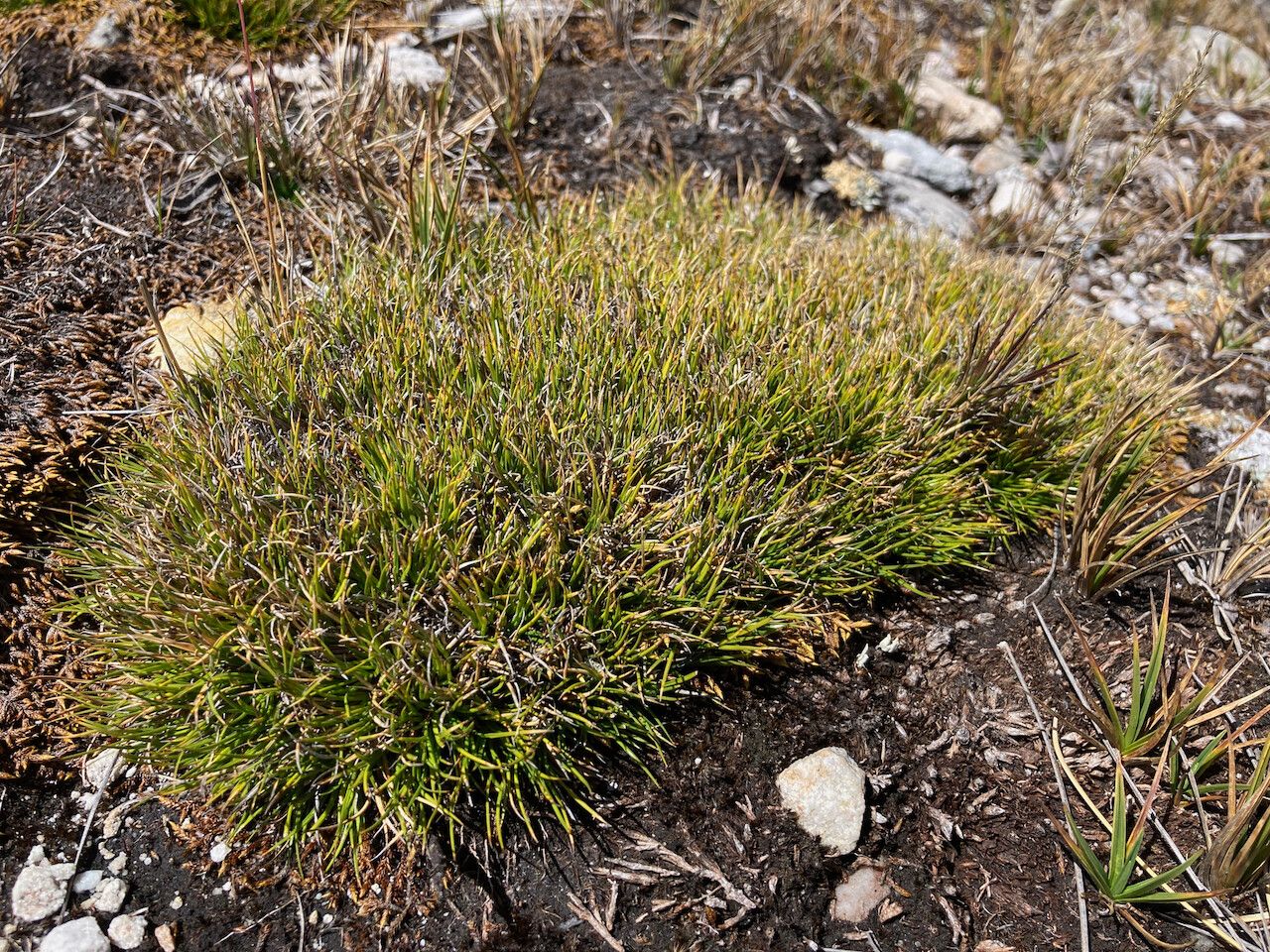 Oreobolus obtusangulus habit