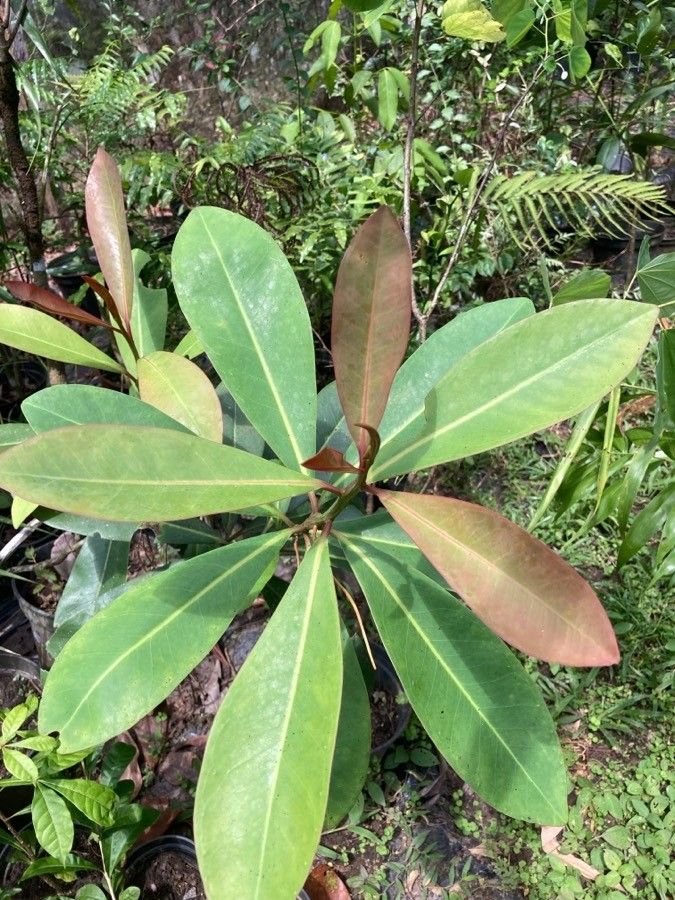 Norantea guianensis — houseplant care guide