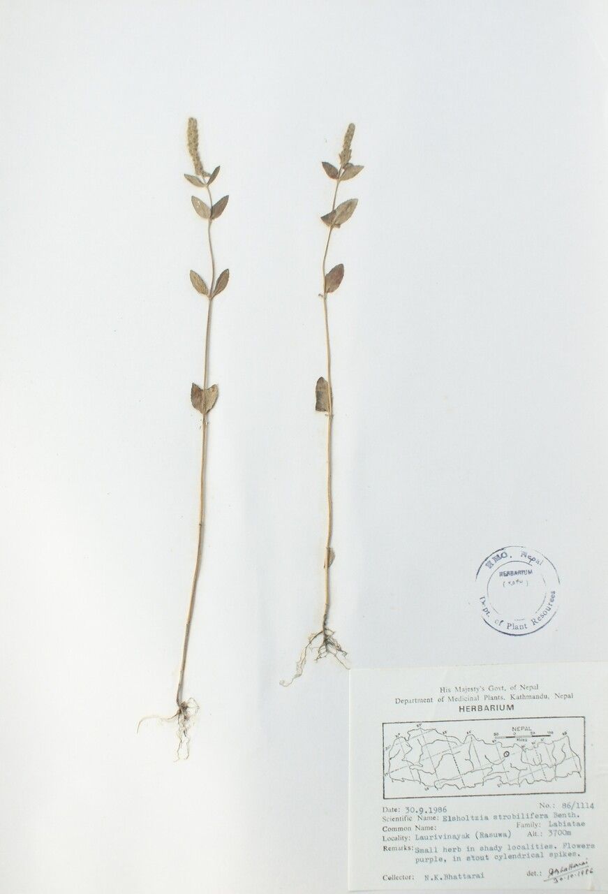 Elsholtzia densa other