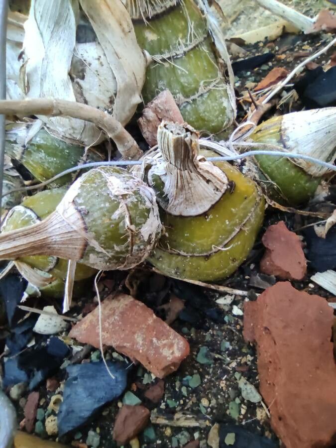 Bletilla striata bark