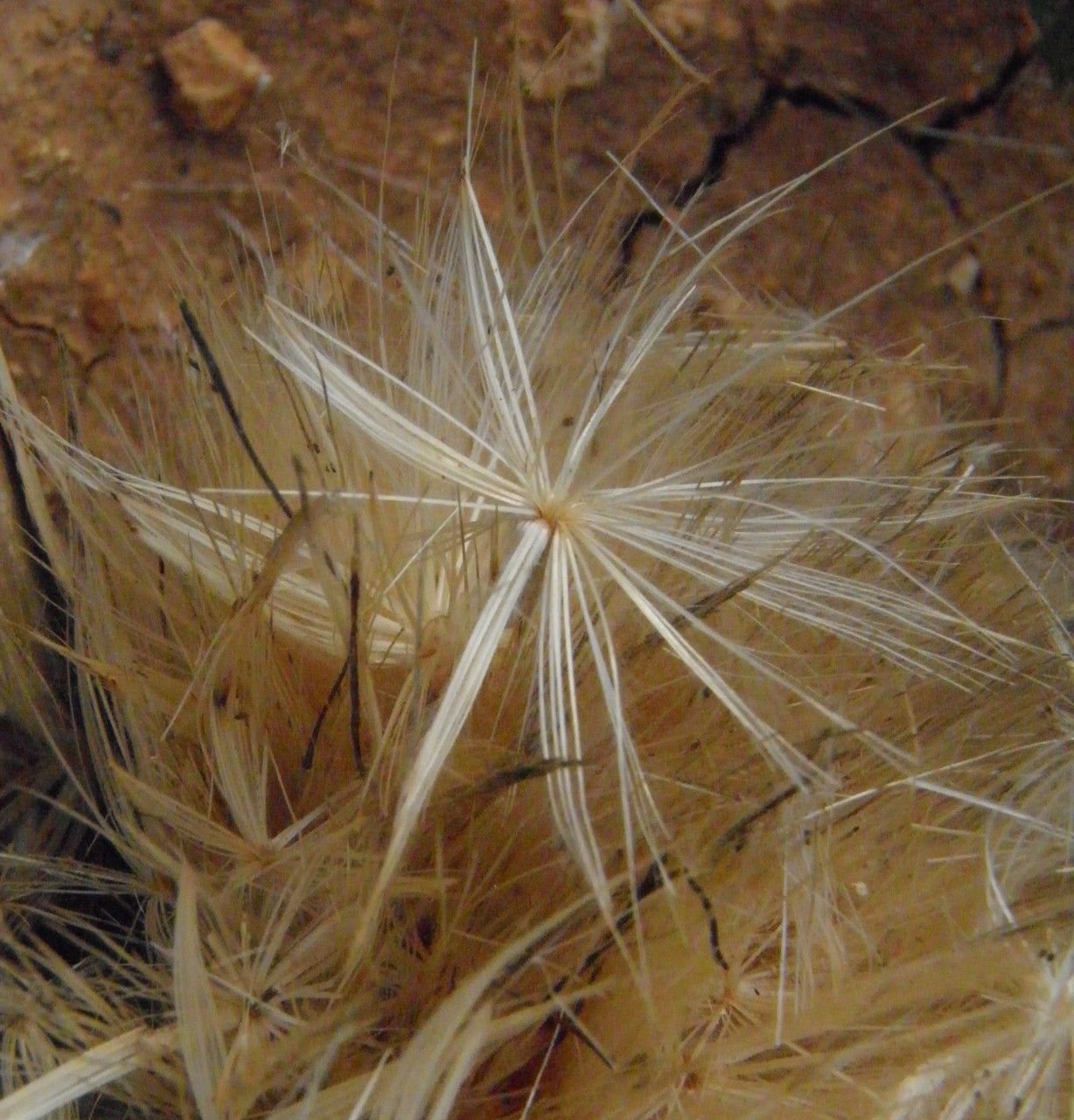 Cynara baetica habit