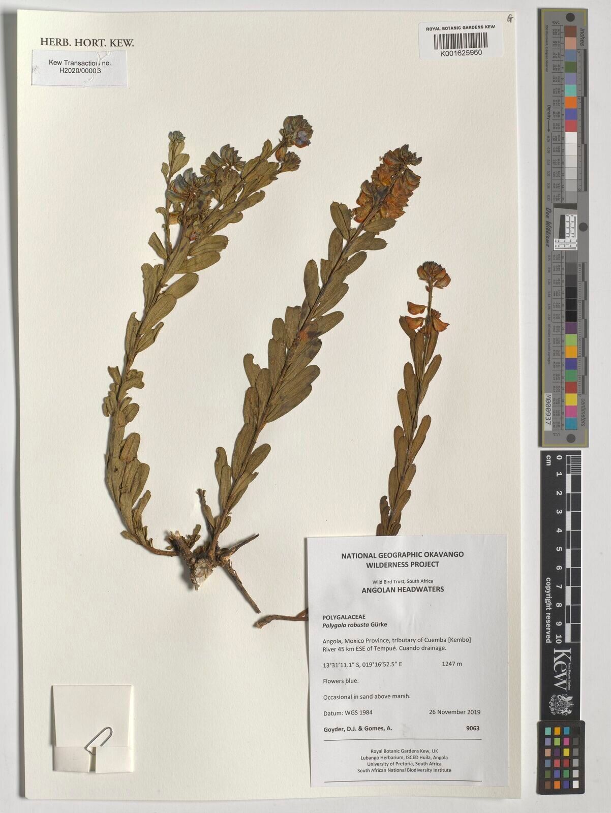 Polygala robusta — houseplant care guide