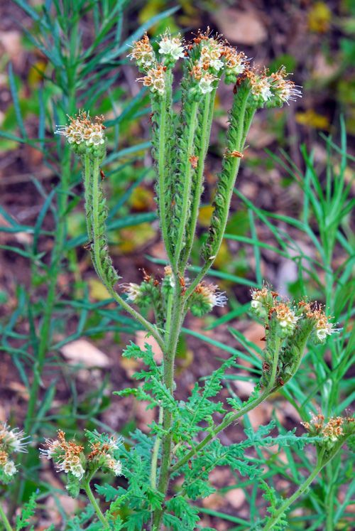 Phacelia alba
