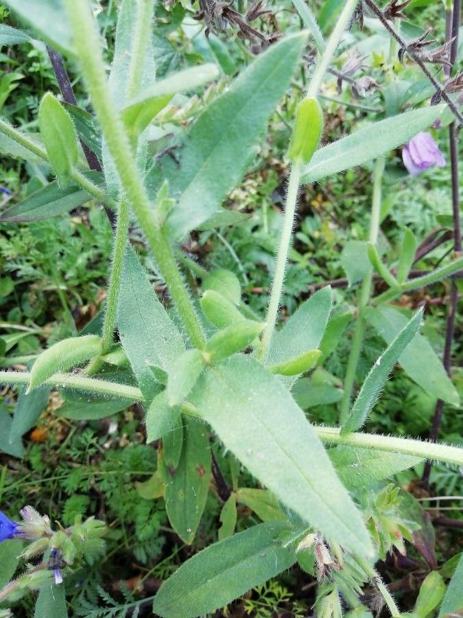 Anchusa calcarea leaf