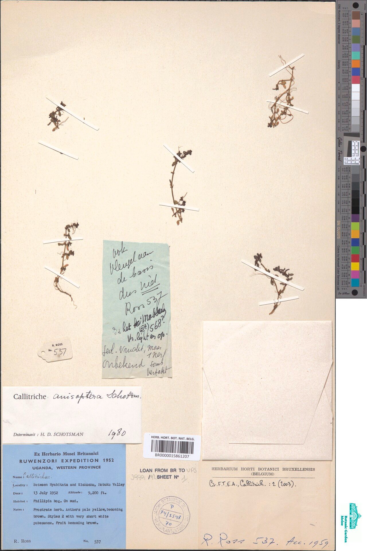 Callitriche anisoptera — related species from the same genus