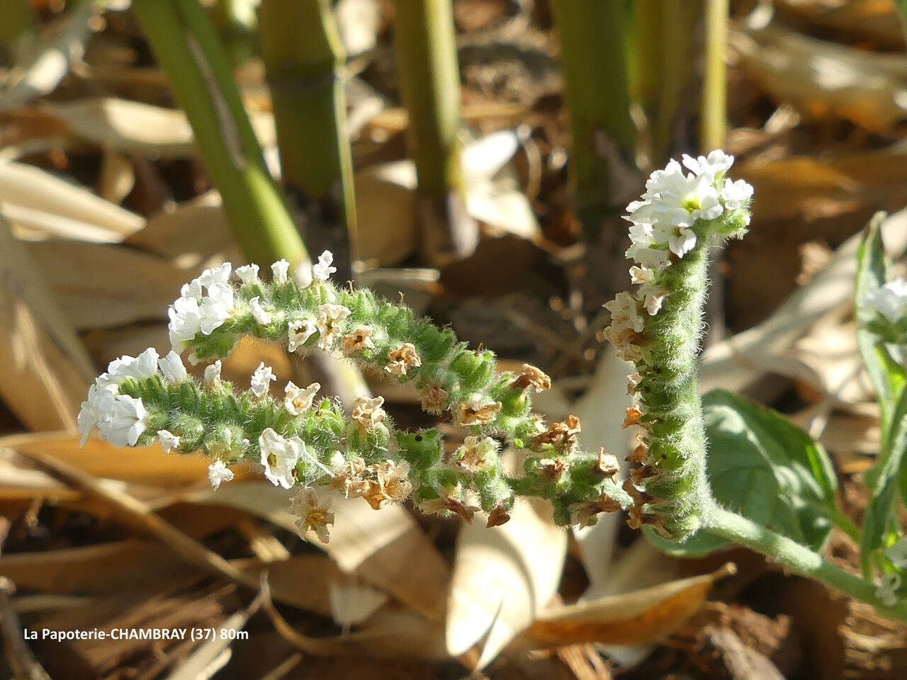Heliotropium europaeum flower