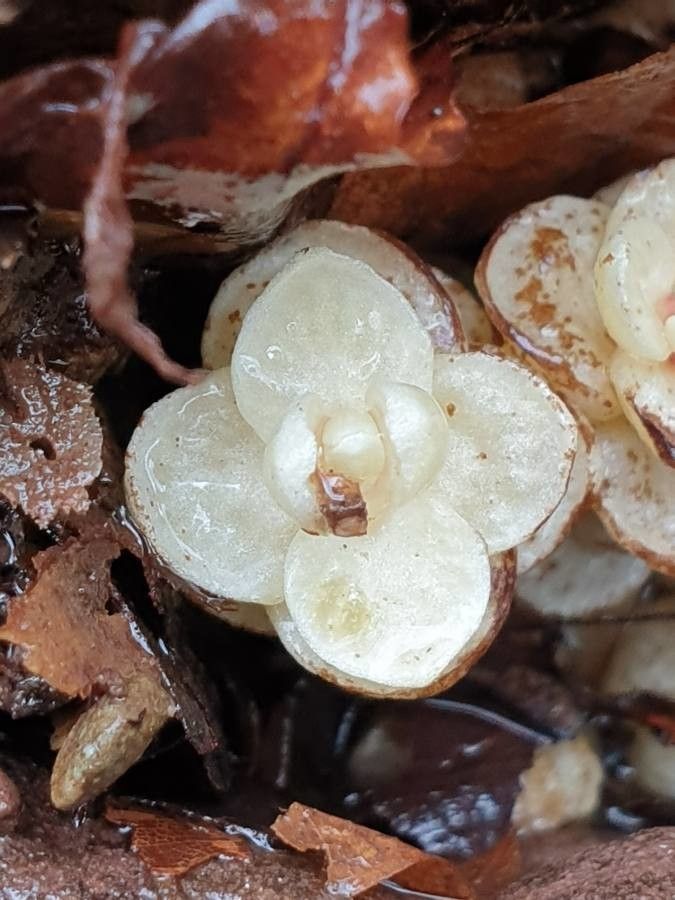 Lathraea clandestina — search result for 'Orobanchaceae'