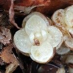 Lathraea clandestina