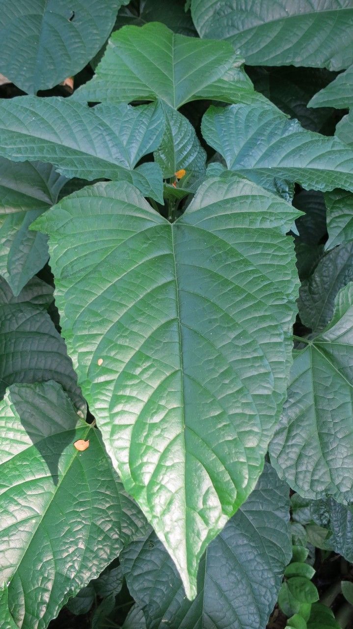 Clerodendrum paniculatum leaf
