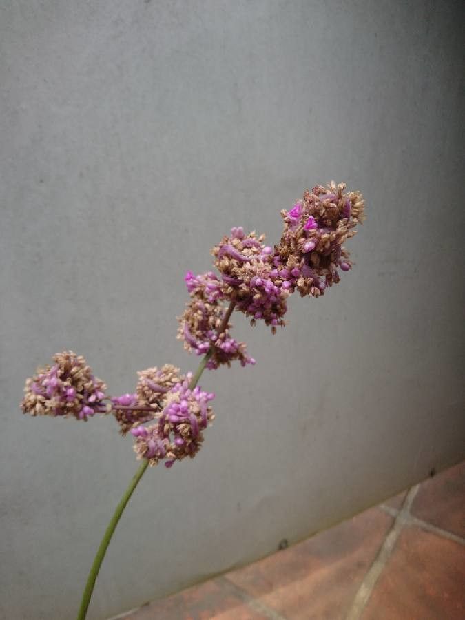 Callisia warszewicziana flower