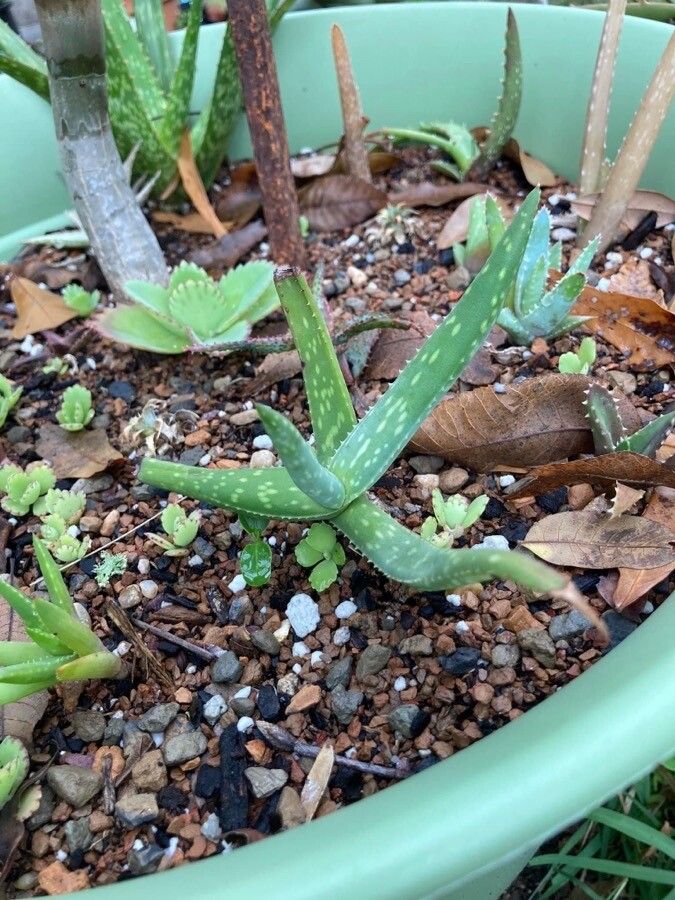 Aloe jacksonii habit