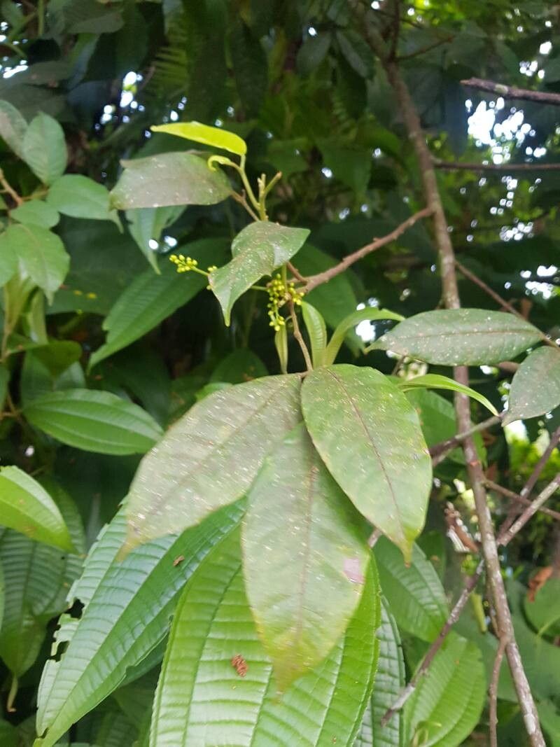 Protium costaricense — houseplant care guide