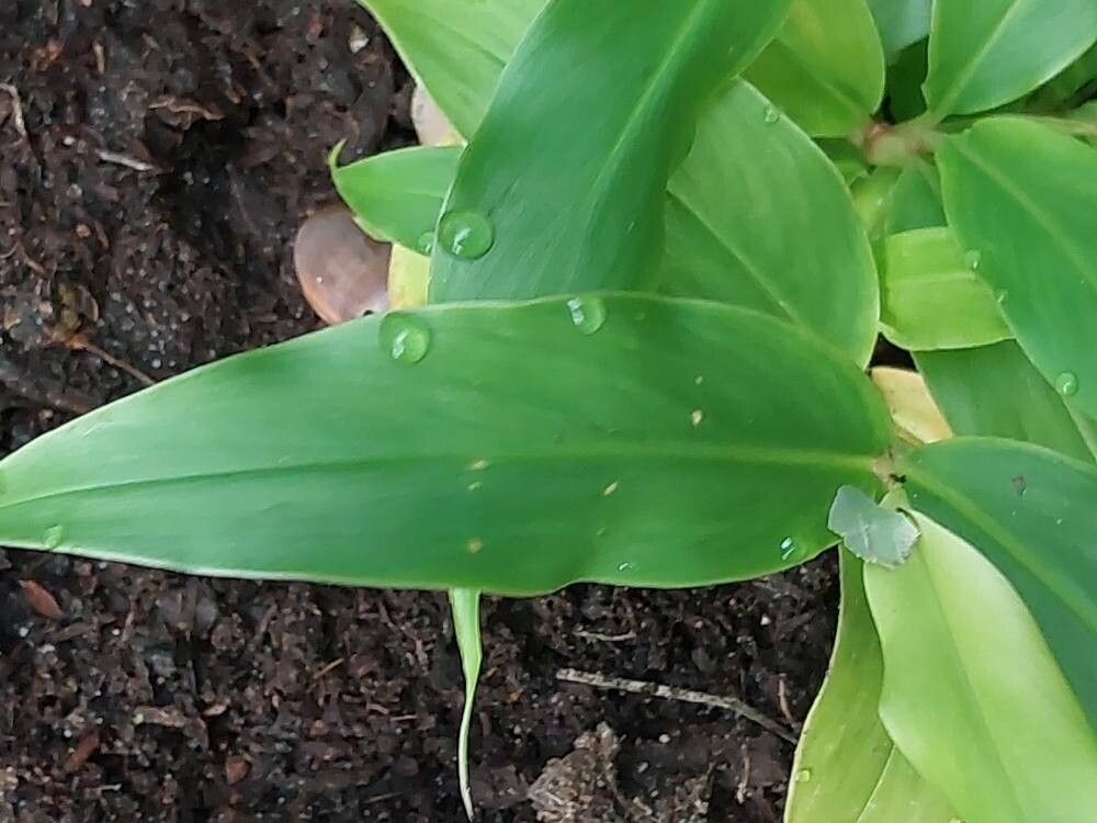Hedychium yunnanense leaf