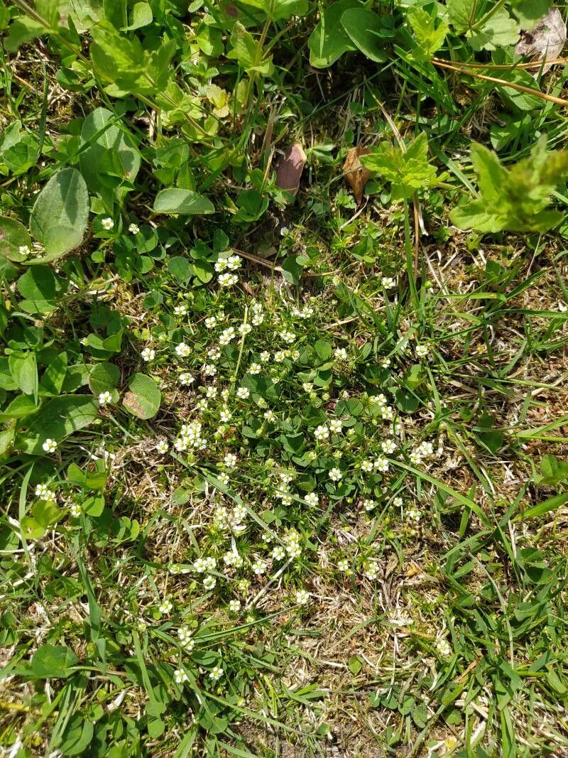 Cochlearia groenlandica flower