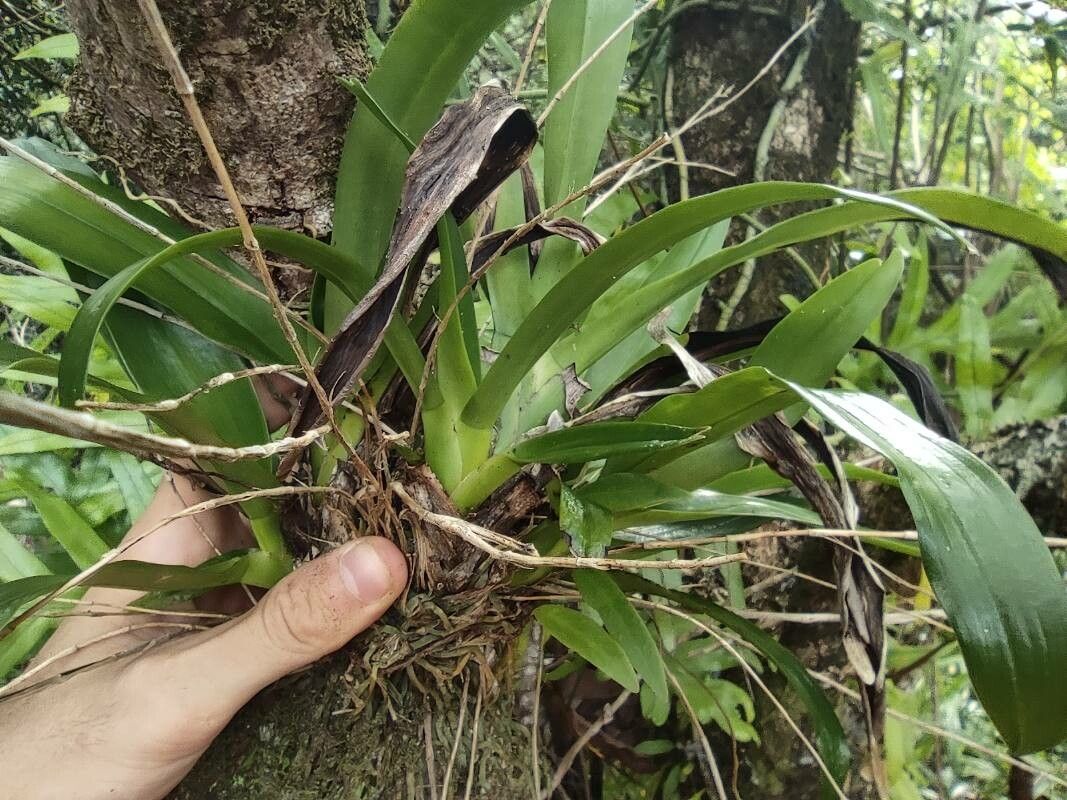 Aeranthes arachnitis — houseplant care guide