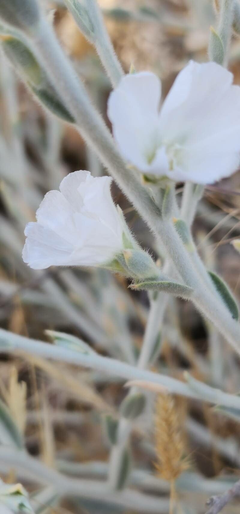 Convolvulus oxyphyllus flower