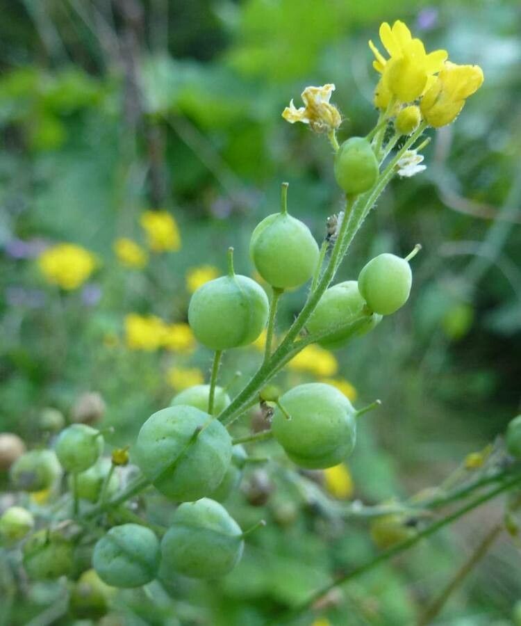 Aurinia corymbosa other