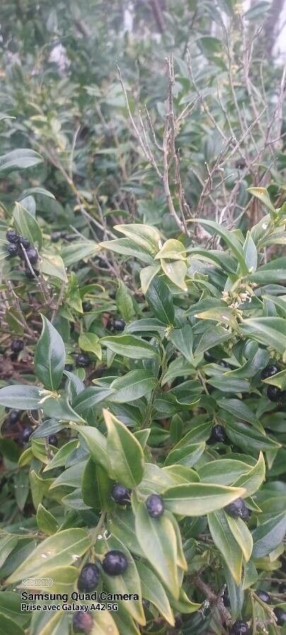 Sarcococca orientalis fruit