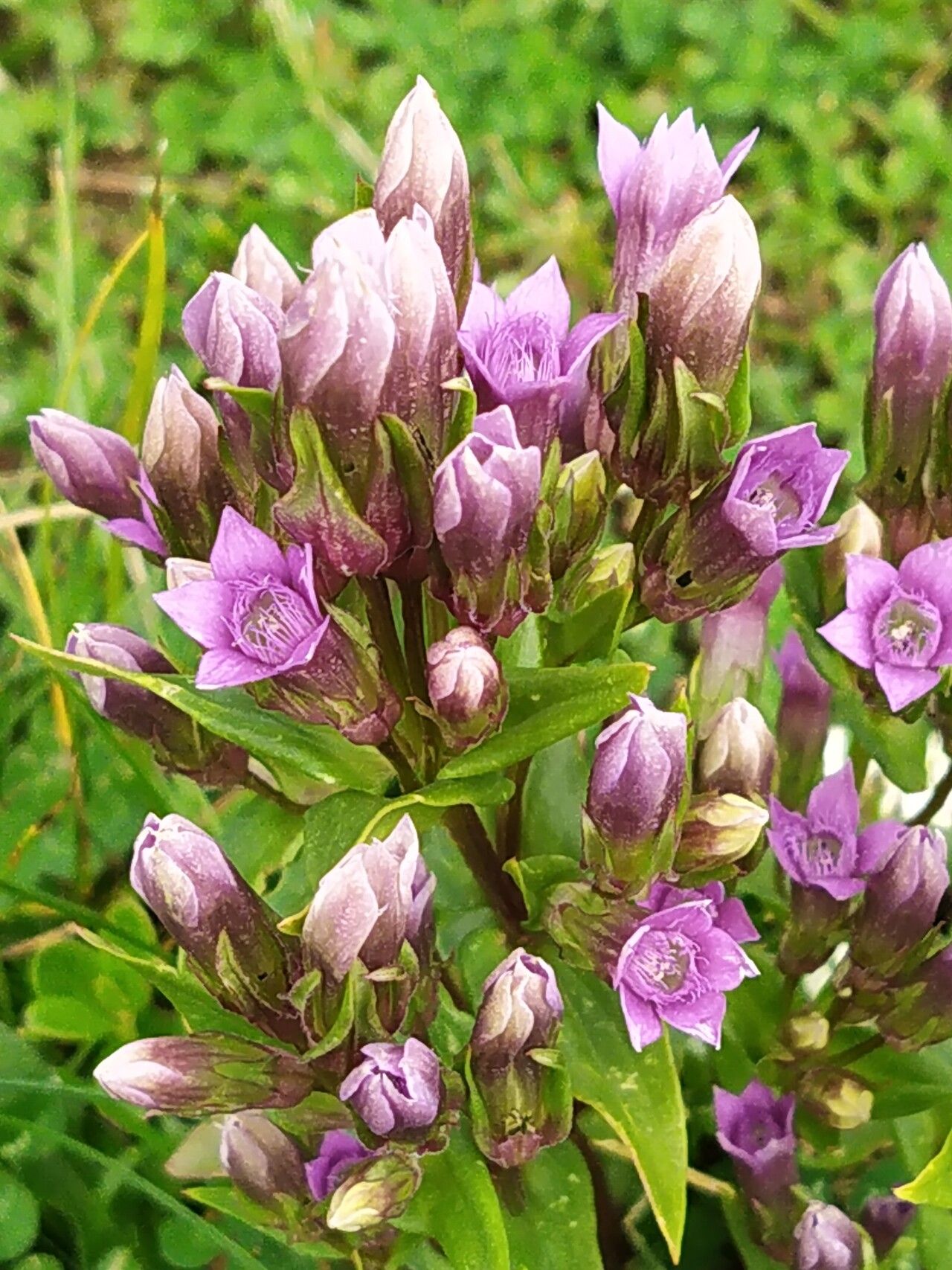 Gentianella rhaetica flower