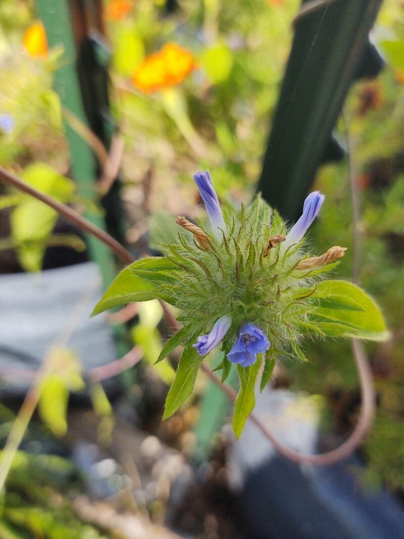 Jacquemontia tamnifolia flower
