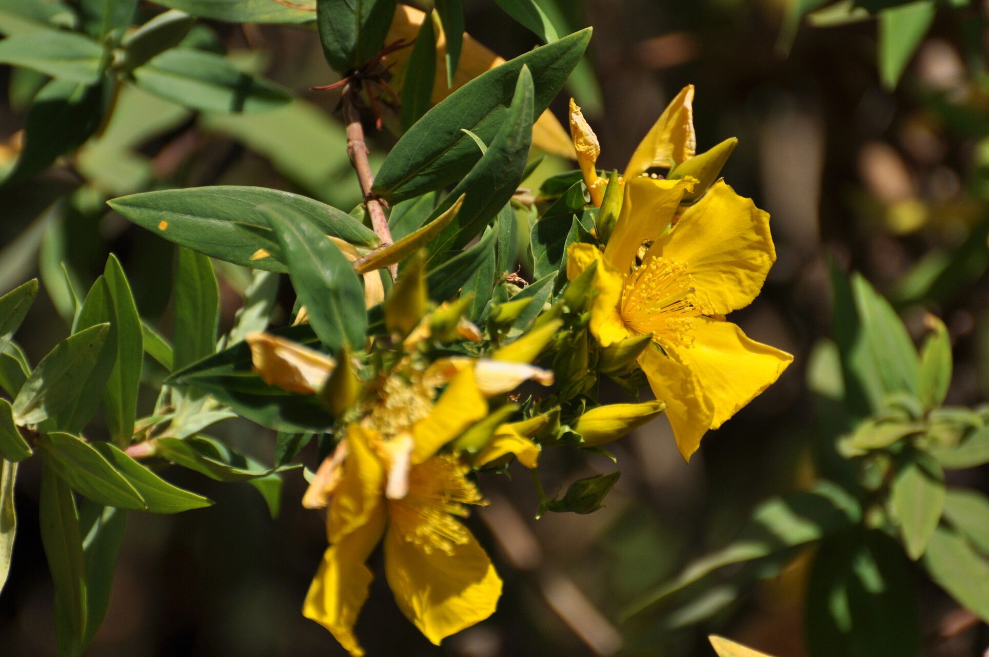 Hypericum quartinianum — houseplant care guide