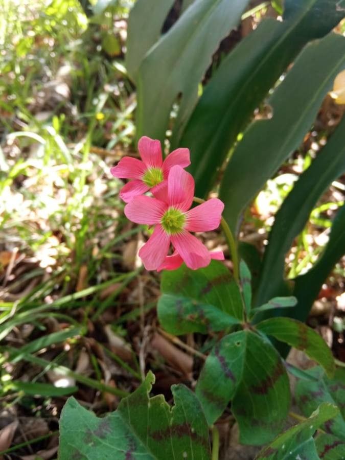 Oxalis deppei flower