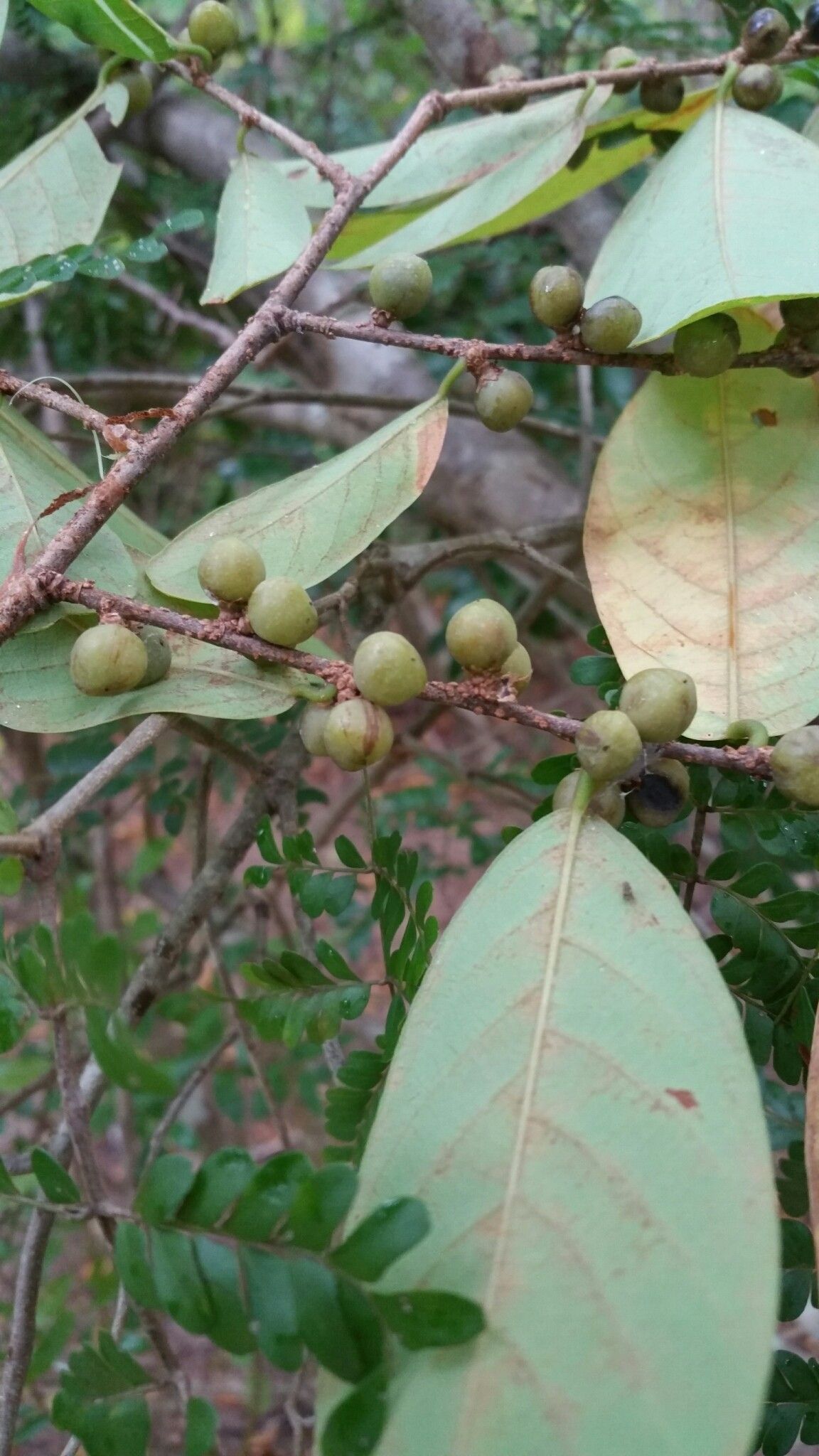 Bridelia pervilleana fruit
