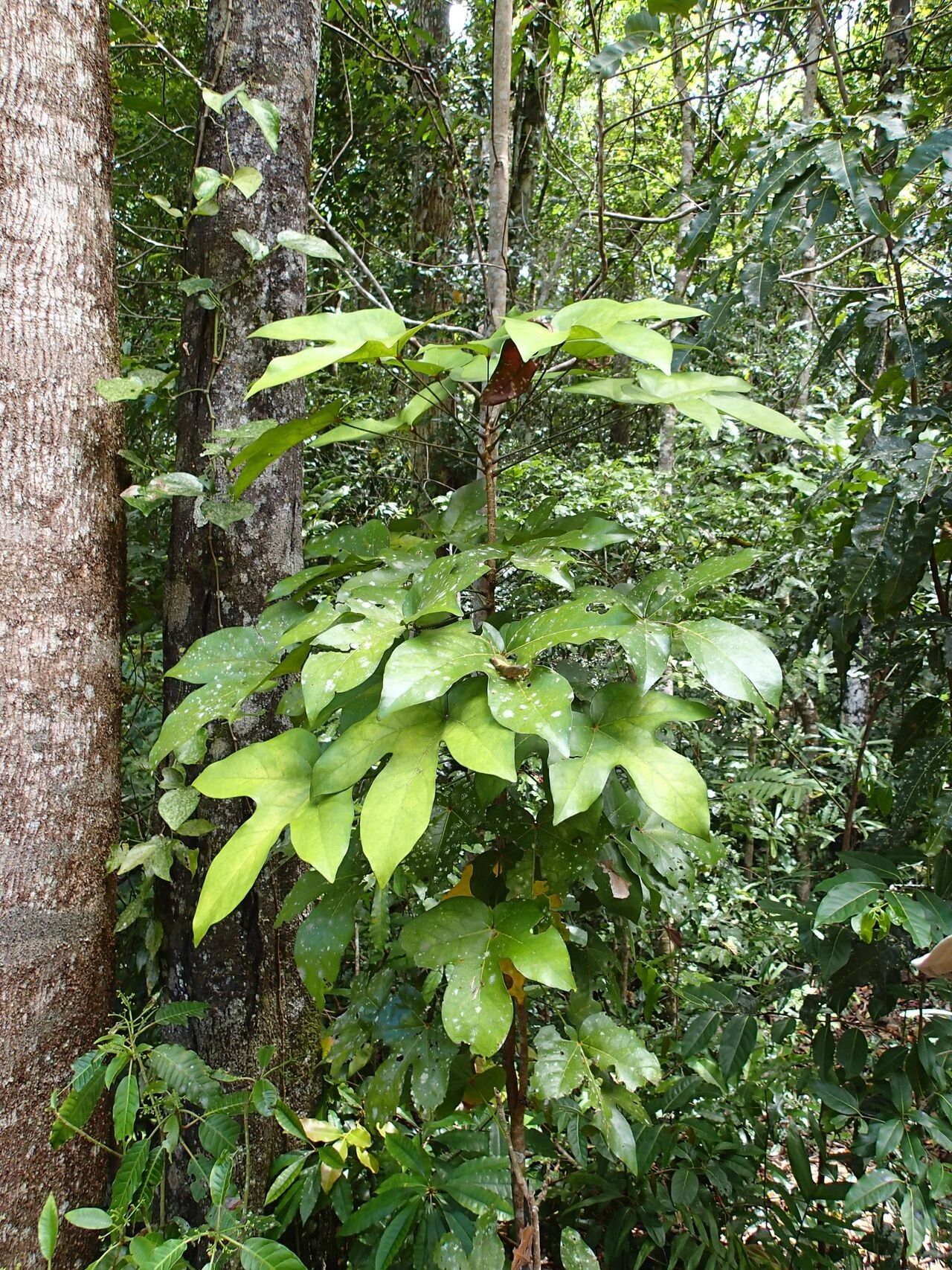 Acropogon schumanniana habit
