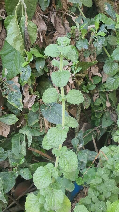 Plectranthus hadiensis flower