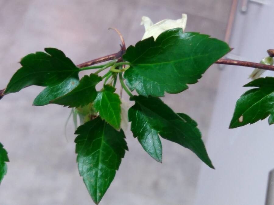 Clematis cirrhosa