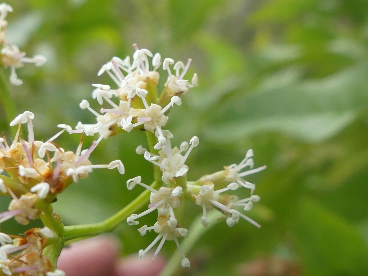 Nuxia pseudodentata flower