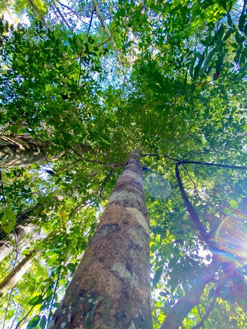 Peltogyne purpurea bark