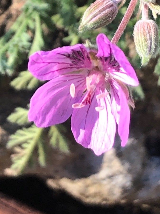Erodium glandulosum flower
