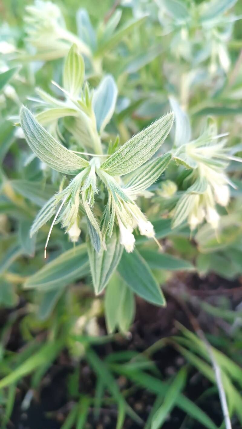 Lithospermum molle flower