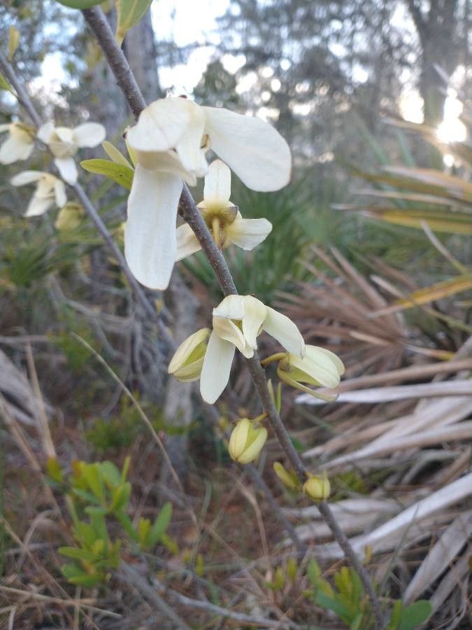 Asimina reticulata flower