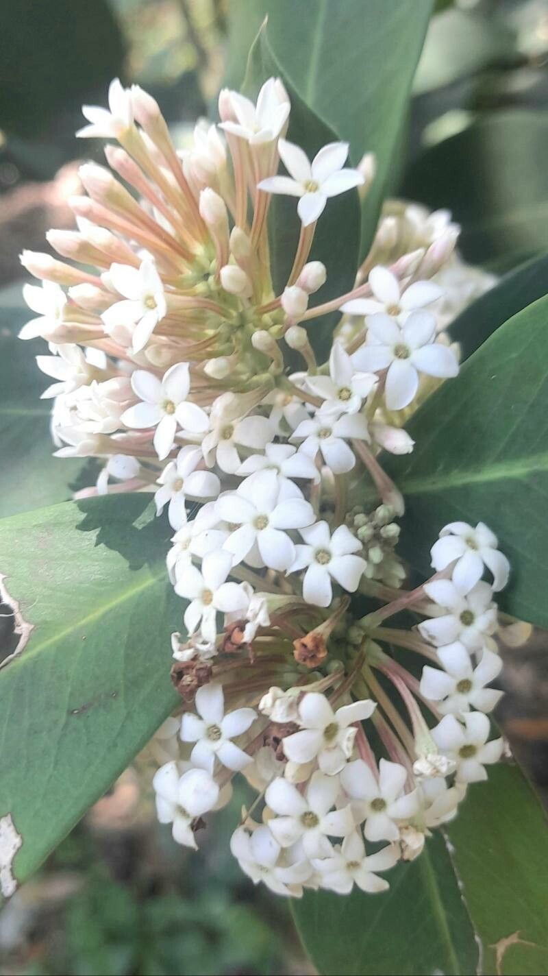 Acokanthera oppositifolia flower